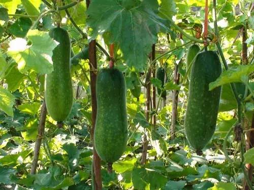 1689062225689863.jpg b7258480d595de4dfb1bd14bb98fa6d5_146314253_15_20181007073716451.jpg